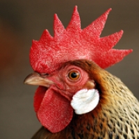116: Poultry Slam 1998