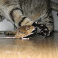 309: Cat and Mouse
