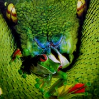 12: Animals