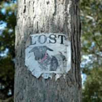 239: Lost in America