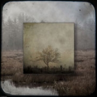 103: Scenes from A Transplant
