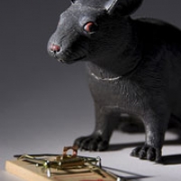 311: A Better Mousetrap