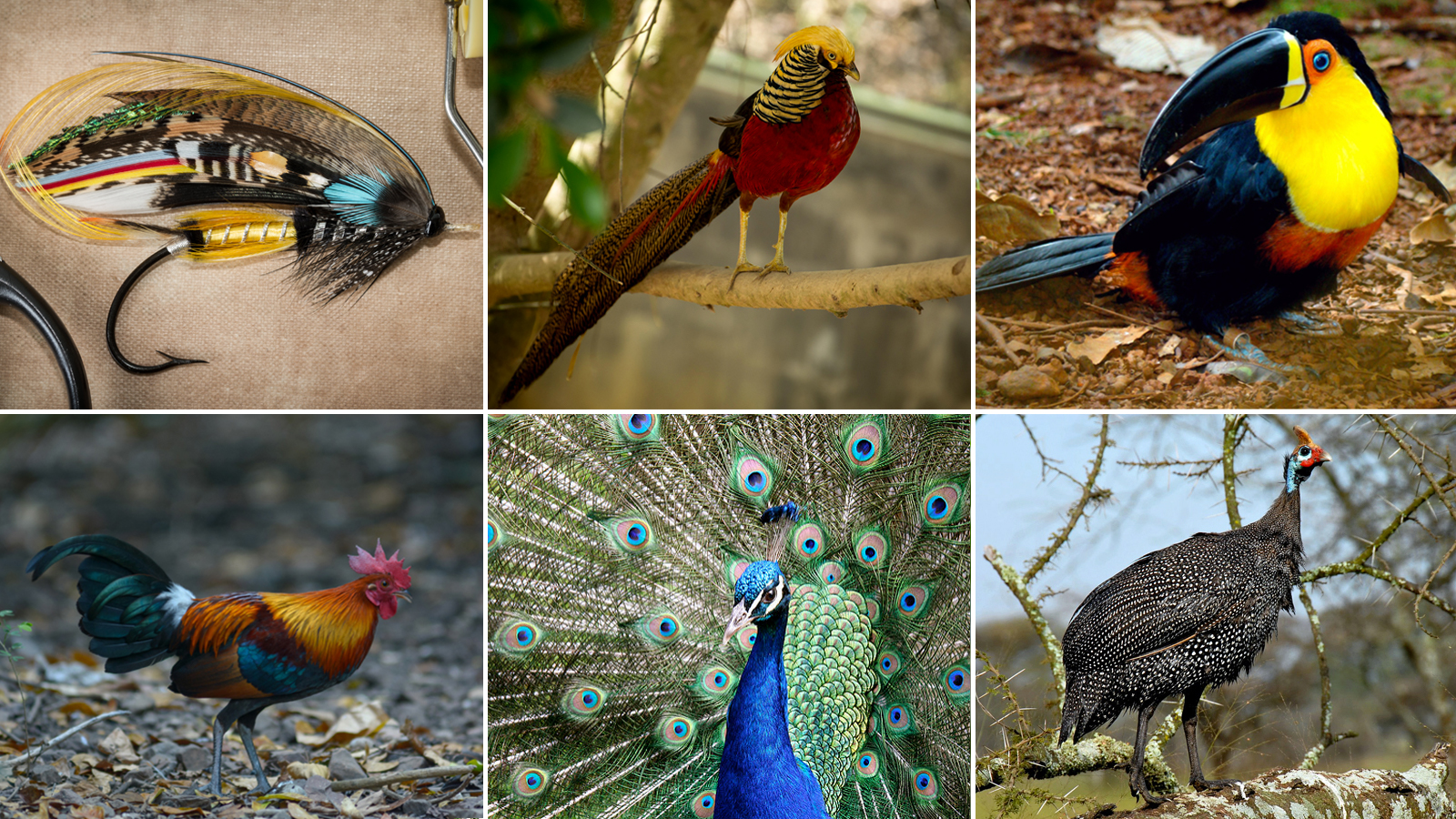 Victorian Salmon Flies and the Birds Used to Make Them - This American Life