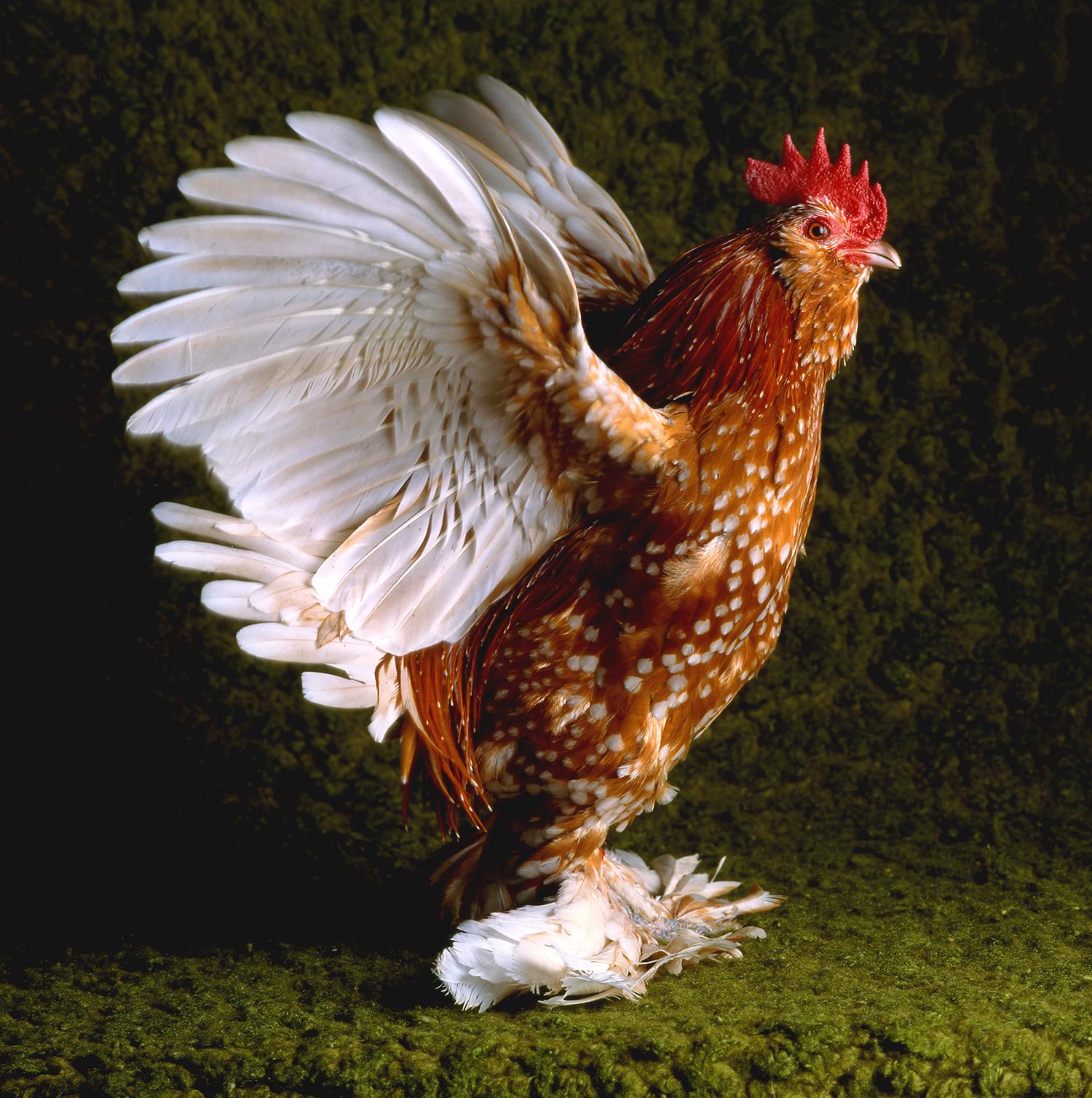 Portrait of a chicken, brown with white spots, with its wings extended.